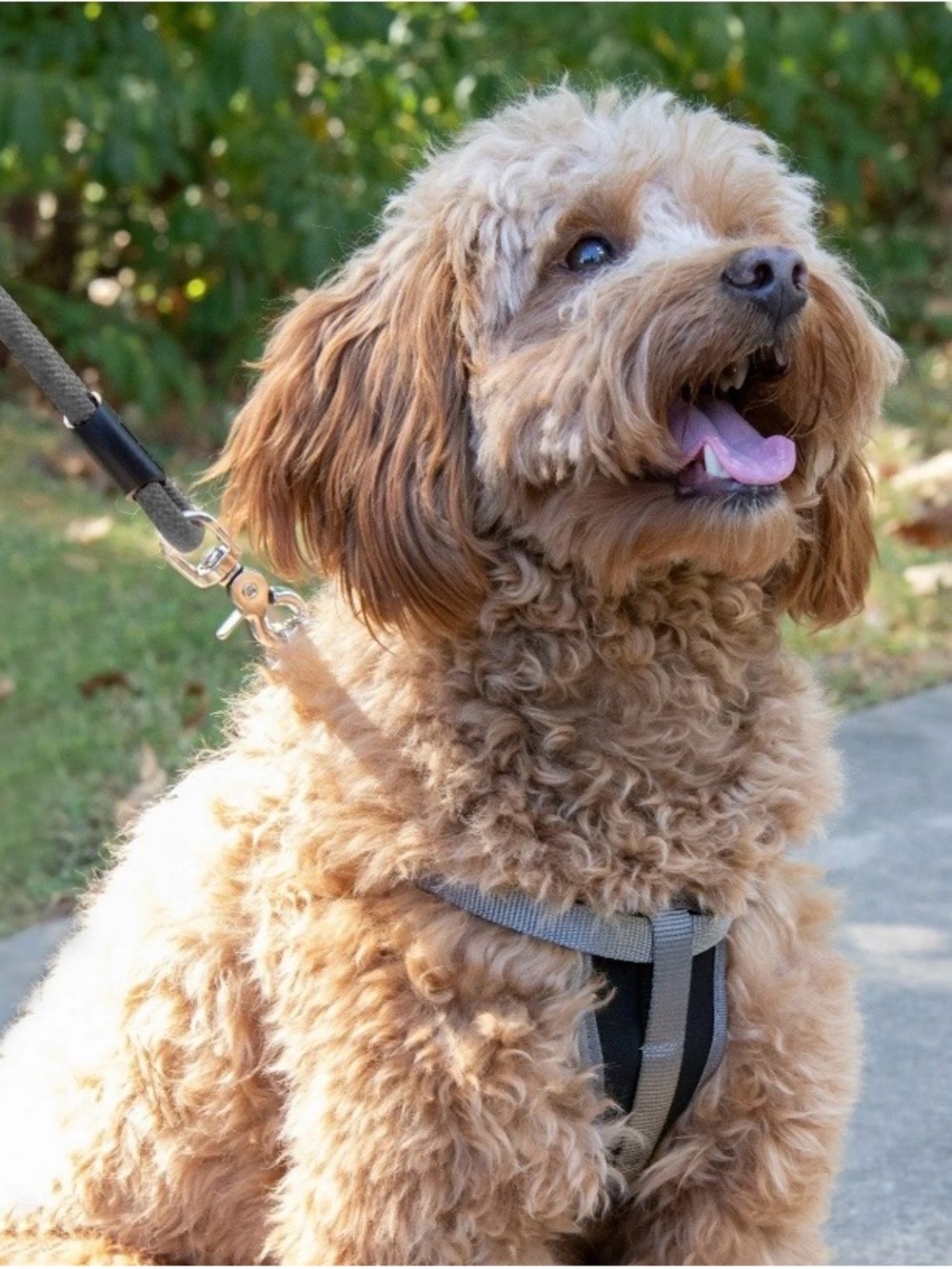 Vibrant Life Gray/Black Step-In Dog Harness Size Large